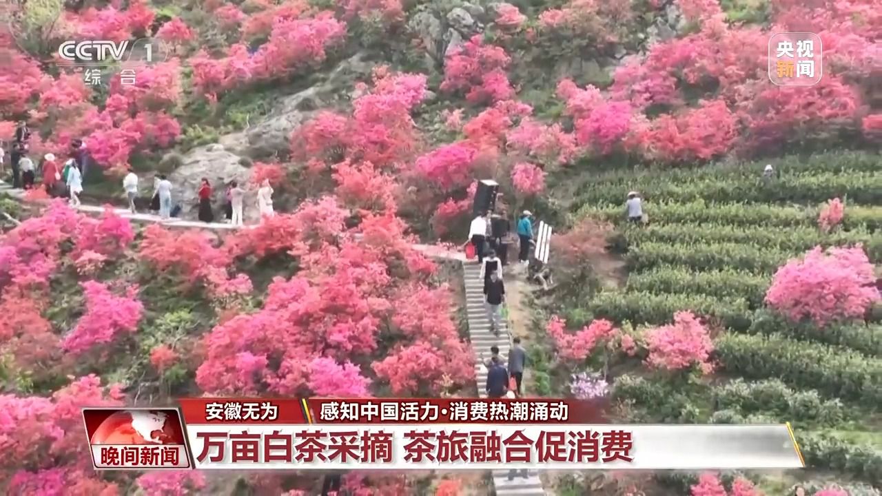 茶区变景区、森林开派对……消费场景“花样”上新！-第1张图片-便民百事通网