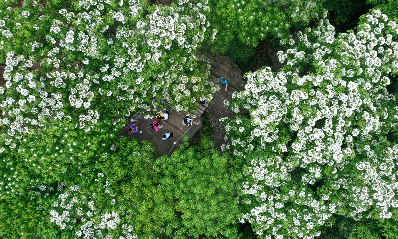 仁寿县以花为媒激活“花样经济”-第1张图片-便民百事通网